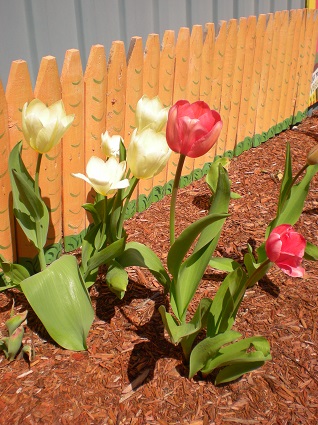 0001 tulips growing near Hazels carrot fence