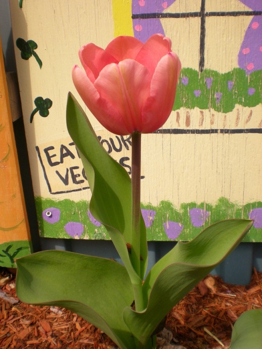 Tulips_in_Bloom