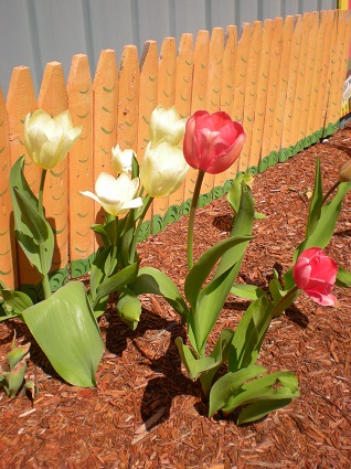0001 tulips growing near Hazels carrot fence