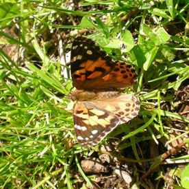 Butterfly_friend_-_web